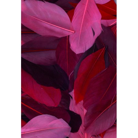 Sachet de plumes coupées camaieu de couleur rouge